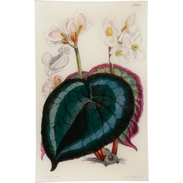 Begonia Griffith