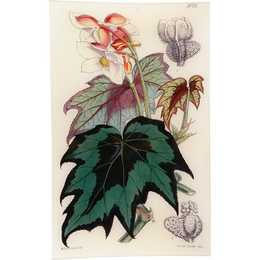 Begonia Laciniata