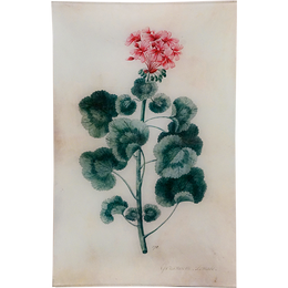 Geranium Zonale