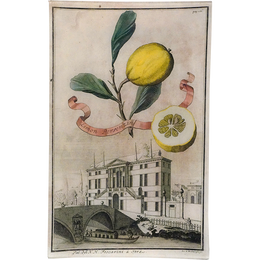 Limon Personzin 18c. Lemon