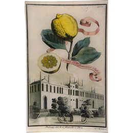 Lumia 18c. Lemon