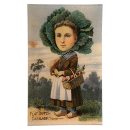 A Flat Dutch Cabbage