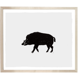 Boar