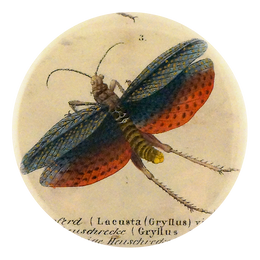 Gryllus
