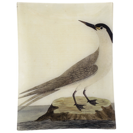 #38 - Greater Sea Swallow