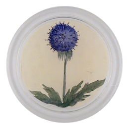 Blue Dandelion