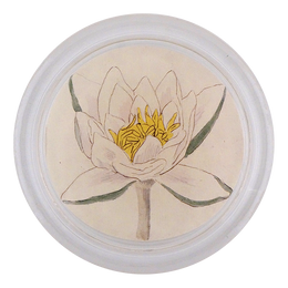 Water Lily