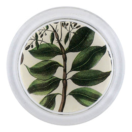 Quinine Leaves