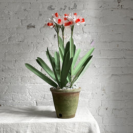 The Green Vase Potted Narcissus