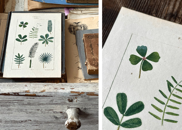In the Drawer: Clover
