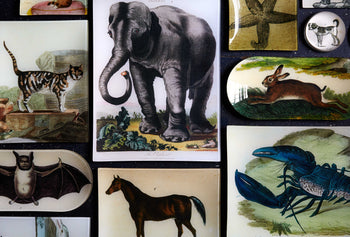 Animals