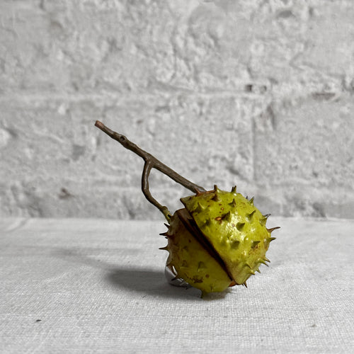 Porcelain Baby Horsechestnut Half Shell with Two Removable Nuts & Lid on Twig