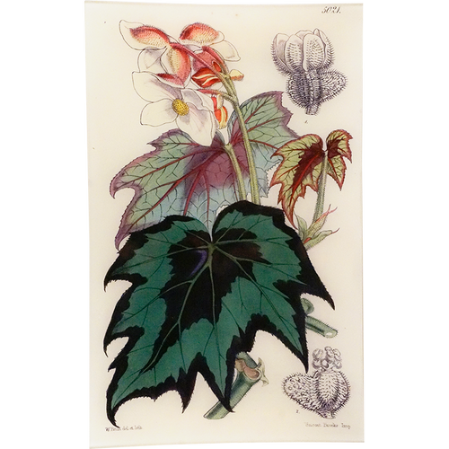 Begonia Laciniata