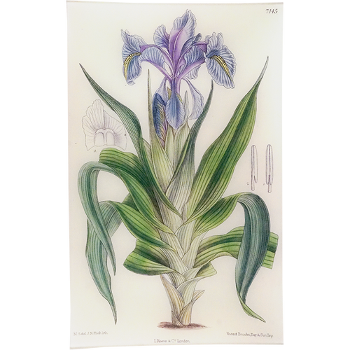 Iris 7145