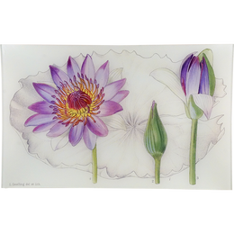 Nymphaea Polychroma