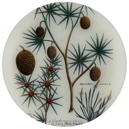 A five inch round plate featuring a handblown glass design with collaged paper that includes images of pine cones and foliage.