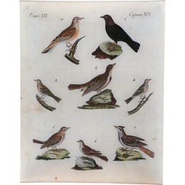 Birds XIX