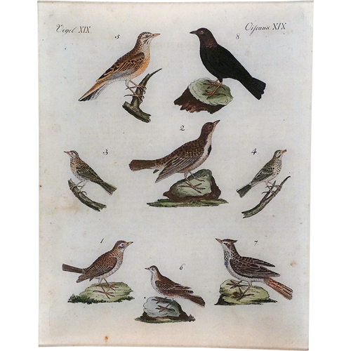 Birds XIX