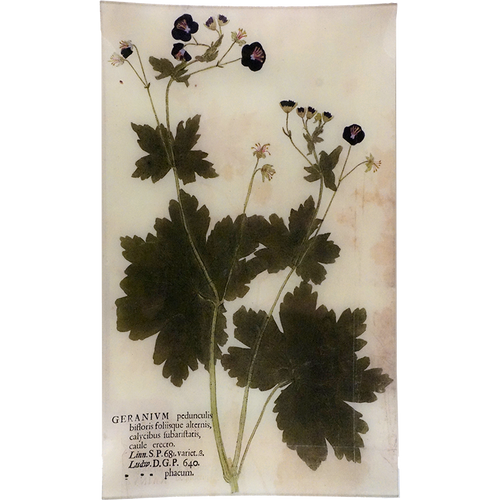 Purple Geranium