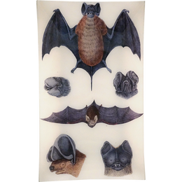 Bats 2