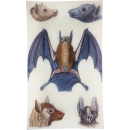 Bats 4