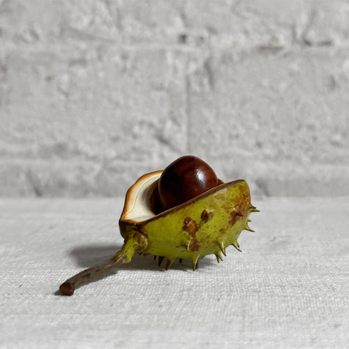 Porcelain Baby Horsechestnut Half Shell with Removable Nut & Stem