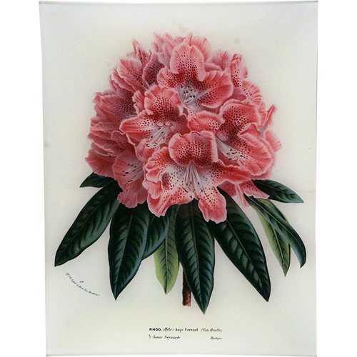 Rhododendron Ange Vervaet
