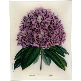 Rhododendron Fastuosum