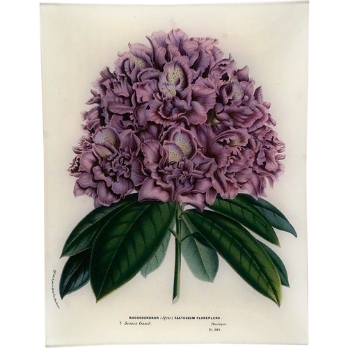 Rhododendron Fastuosum