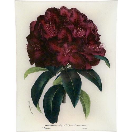 Rhododendron Joseph Whitworth