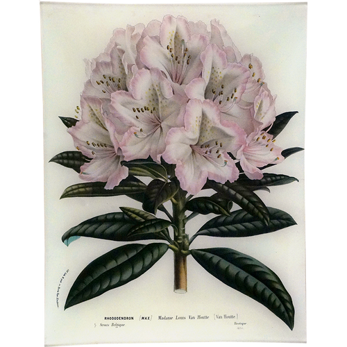 Rhododendron Madame Louis