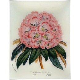 Rhododendron Nilagiricum
