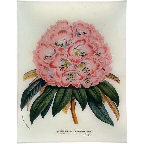 Rhododendron Nilagiricum