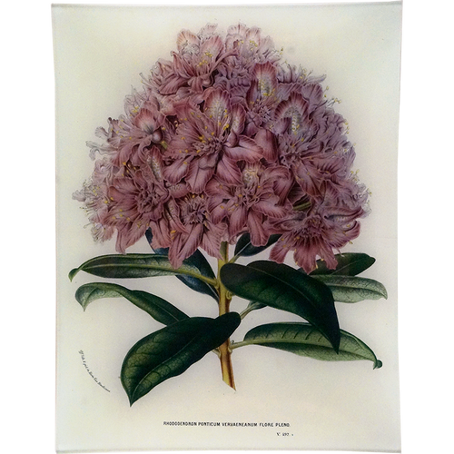 Rhododendron Ponticum