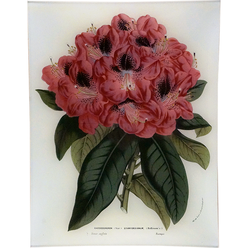 Rhododendron Stamfordianum