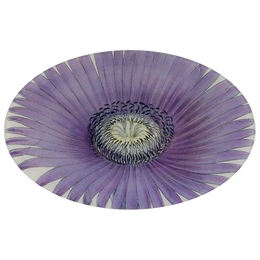 A nine inch by fourteen inch horizontal oval glass plate of a purple flower with a white center on a white background.
