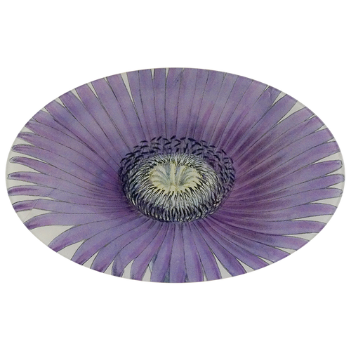 A nine inch by fourteen inch horizontal oval glass plate of a purple flower with a white center on a white background.