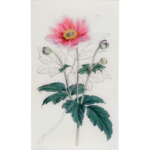 Anemone Japonica Pink (William Curtis Botanicals)