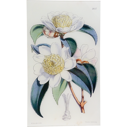 Camellia Sasanqua (William Curtis Botanicals)