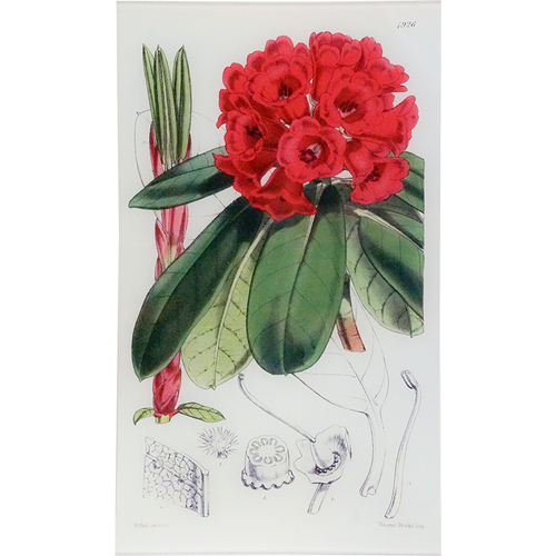 Hooker's Rhododendron (William Curtis Botanicals)