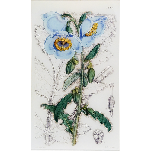 Meconopsis (William Curtis Botanicals)