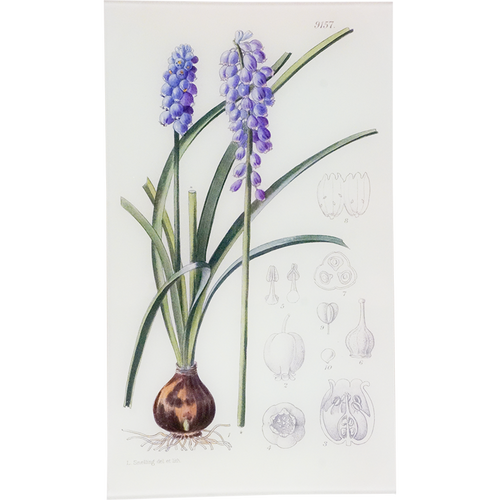 Muscari Armeniacum (William Curtis Botanicals)
