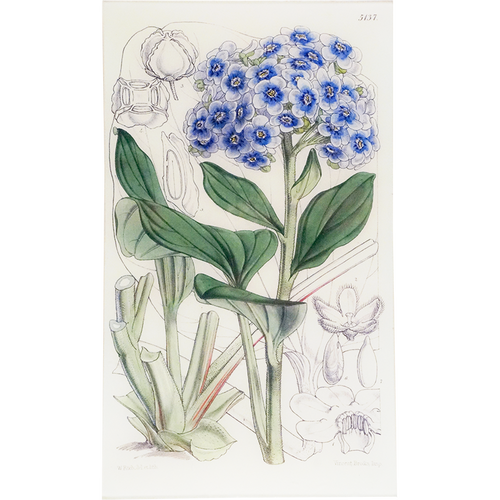 Myosotidium (William Curtis Botanicals)