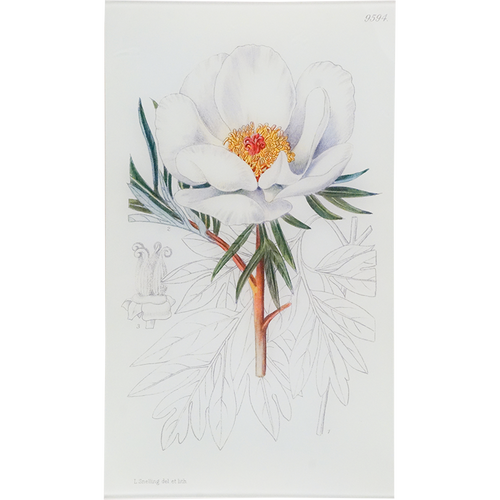 Paeonia Clush (William Curtis Botanicals)