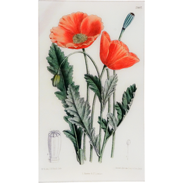 Papaver (William Curtis Botanicals)