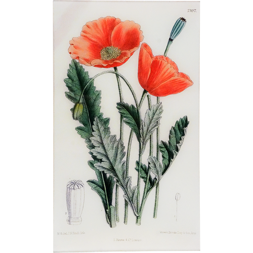 Papaver (William Curtis Botanicals)