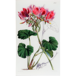 Pelargonium Endlicherianum (William Curtis Botanicals)
