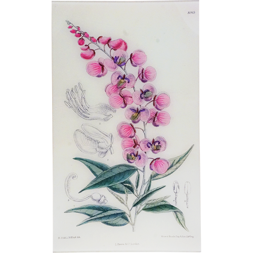 Polygala (William Curtis Botanicals)