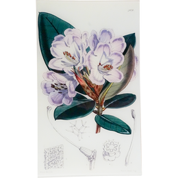 Rhododendron Componulation (William Curtis Botanicals)
