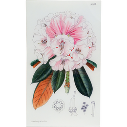 Rhododendron Fulvum (William Curtis Botanicals)